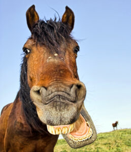 Happy Horse